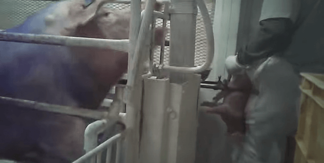 VIRAL: Mother Pig Forced to Watch Son’s Castration (Video)