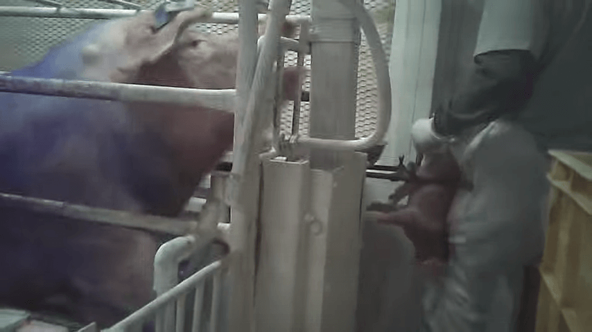 Viral Mother Pig Forced To Watch Son S Castration Video Peta