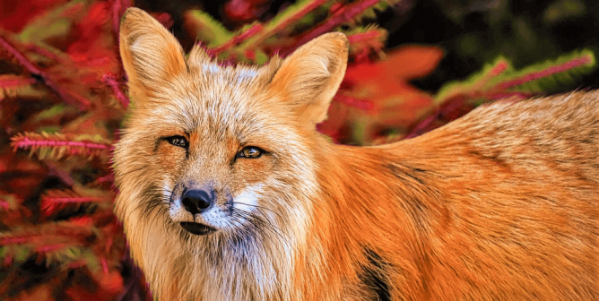 Red fox in front of red and green bush