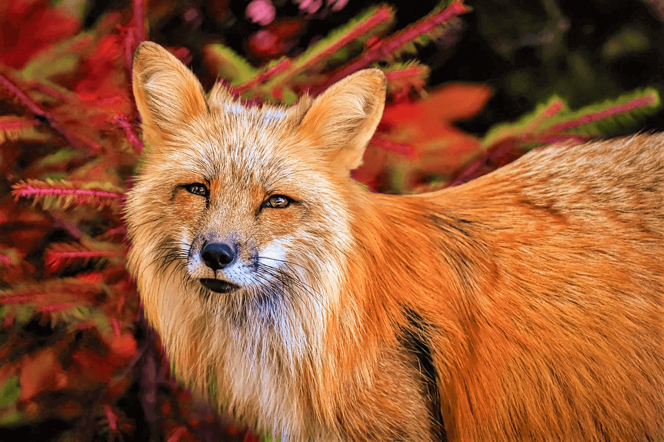 Red fox in front of red and green bush