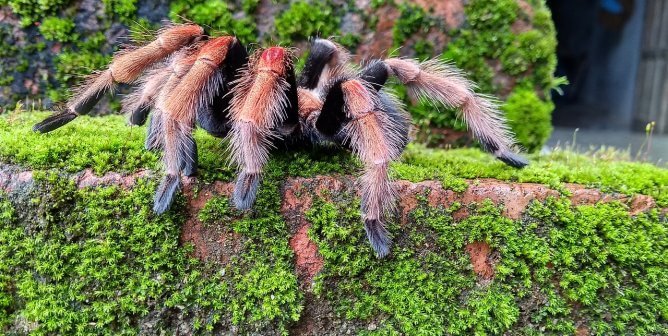An orange and black tarantula crawls along what appears to be brick