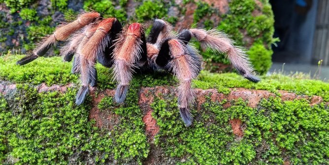 There’s No Such Thing as a ‘Pet’ Tarantula