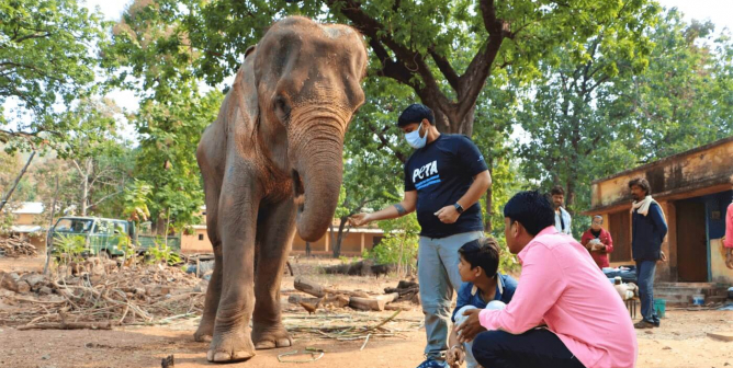 Lakshmi the elephant