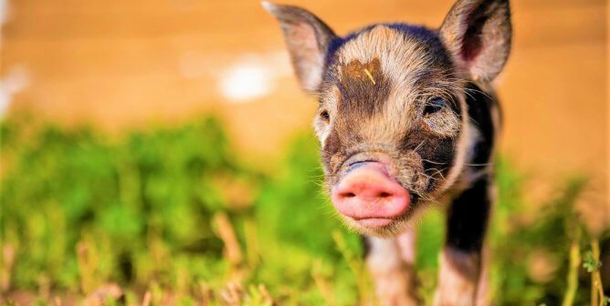 Join Emmy-Winner James Cromwell to Stop Deadly Medical School Pig Labs