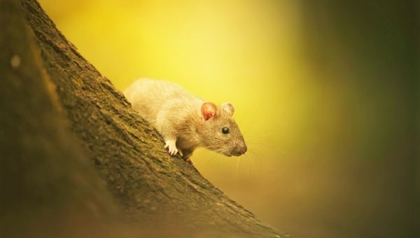 Will Food and Beverage Testing in Taiwan Go Animal-Free? Help Make It Happen