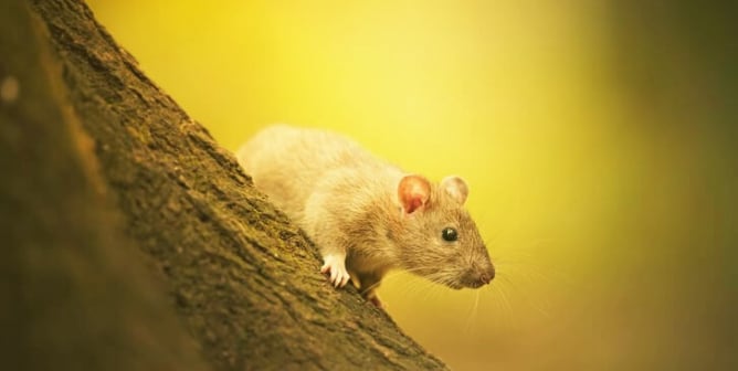 Rat on tree with yellow background