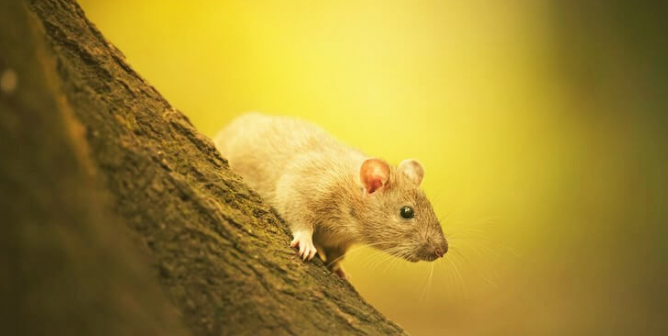 Will Food and Beverage Testing in Taiwan Go Animal-Free? Help Make It Happen