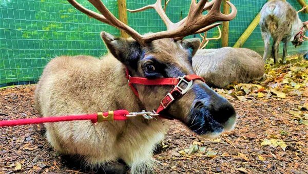 Help End This ‘Nightmare Before Christmas’ for Reindeer
