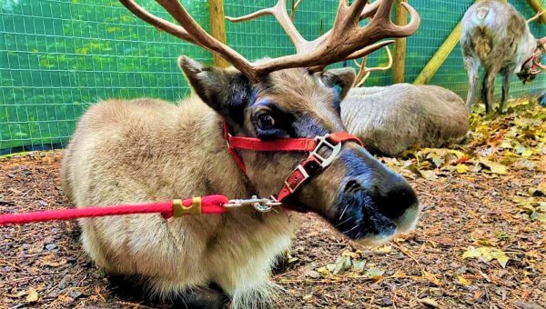 Christmas Events Are Anything but Merry for Reindeer—Take Action!