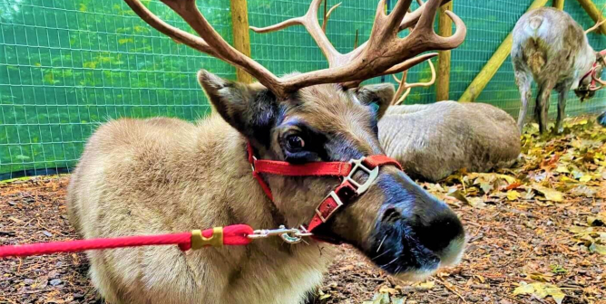 Reindeer used in live displays