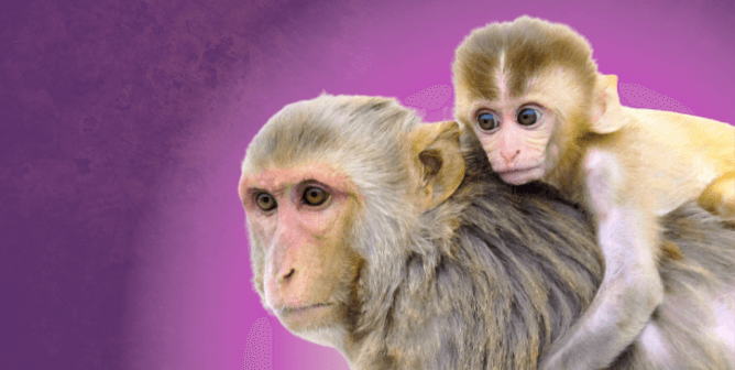 PETA to NIH: Killing Monkeys in HIV/AIDS Experiments Must Stop