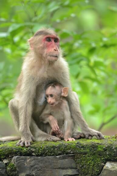 Two rhesus macaques in nature