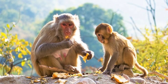Monkey family eating fruit on rocky hill