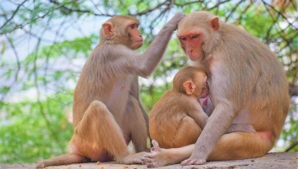 Rhesus macaque family grooming and feeding baby