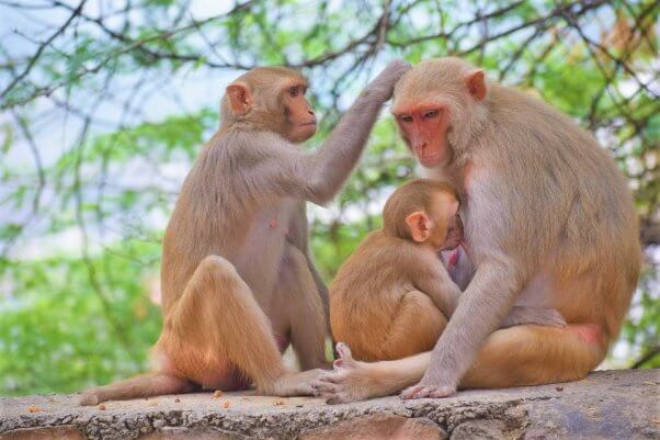 Rhesus macaque family grooming and feeding baby