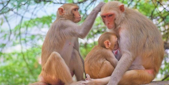 Rhesus macaque family grooming and feeding baby