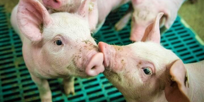 PETA Protests for Pigs as Supreme Court Considers Prop 12