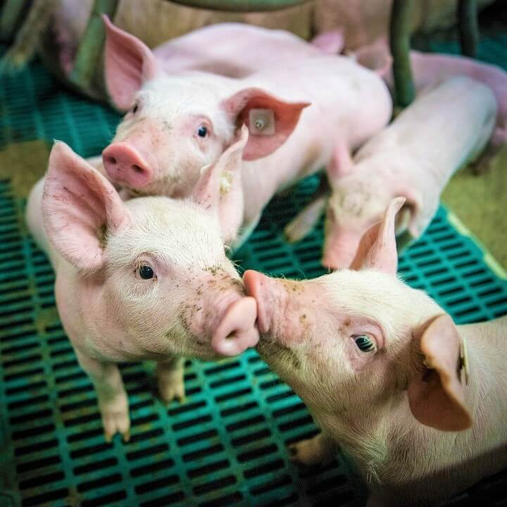 sad piglets in factory farm Supreme Court Considers California’s Prop 12 Case