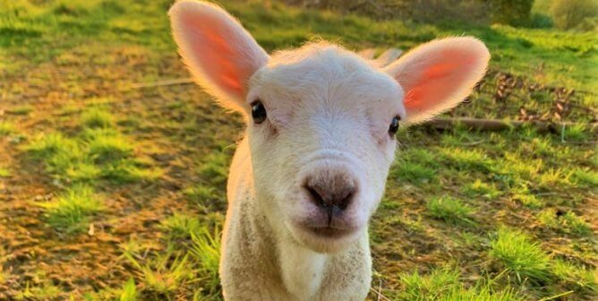 Small lamb looks at camera