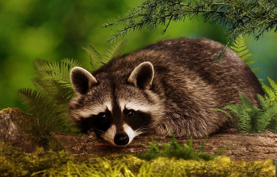 Small raccoon on tree stump