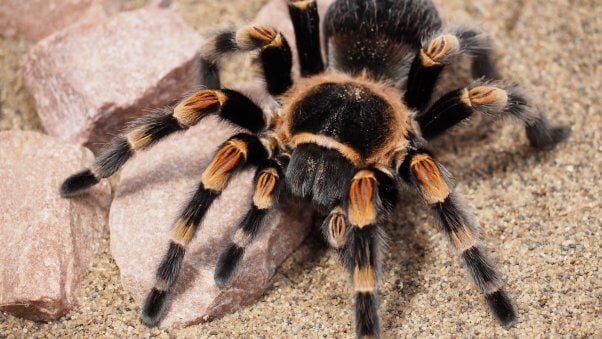 A red knee tarantula on a sandy surface