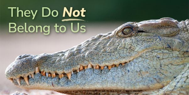 Crocodile with text "they do not belong to us"