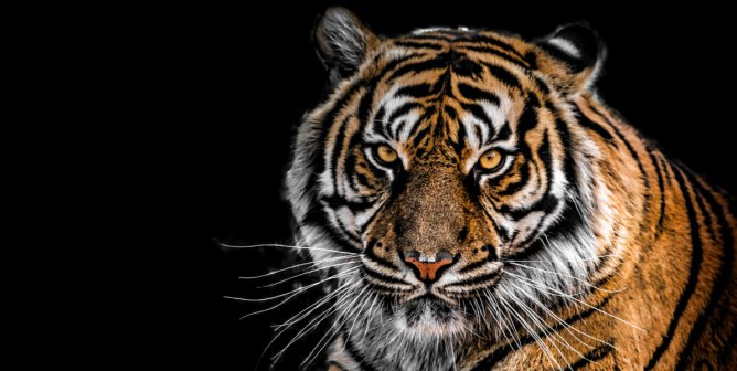 6 Red Flags to Look Out For in ‘Tiger King 2’ and ‘The Doc Antle Story’
