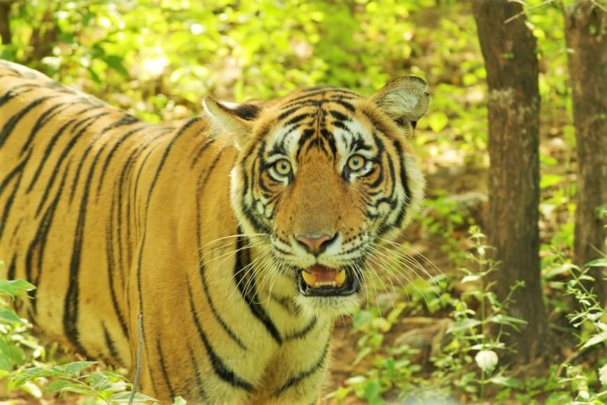 Up close tiger at National Park