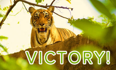 Victory! Tiger Exploiter Withdraws Application to Cage Tigers in Vegas Circus Tent