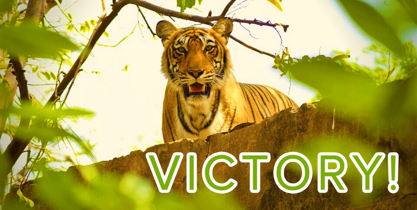 Tiger with victory text