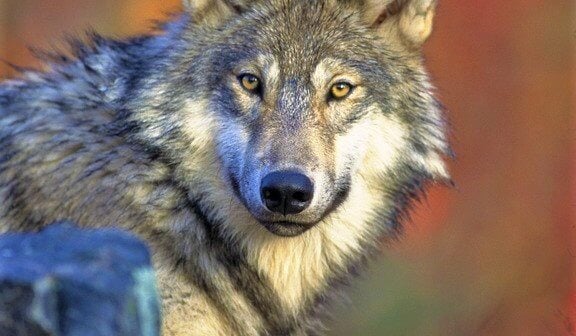 Tell Secretary of the Interior That Northern Rocky Mountain Gray Wolves Need Federal Protection