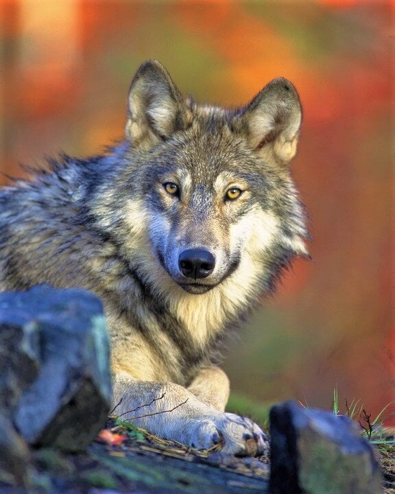 Wolf with orange background