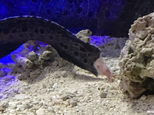 Wolf Eel With Missing Chunk of Tail Suffered at SeaQuest Las Vegas