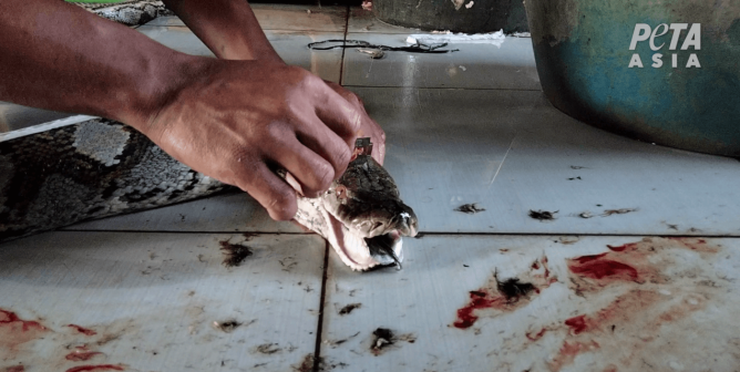 worker skinning a python