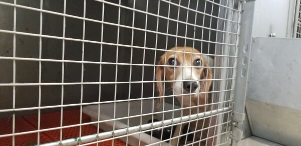 a beagle looks out of a cage 