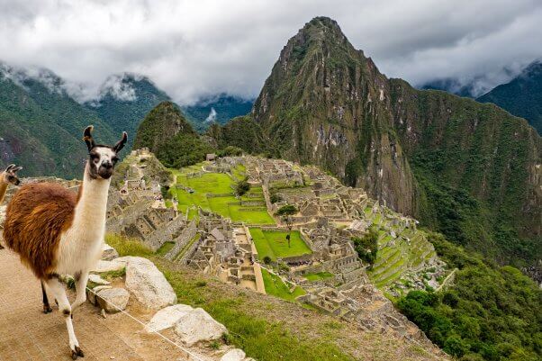 A llama walks a path on Machu Picchu