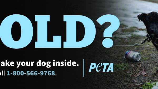Cold? Please, Take Your Dog Inside
