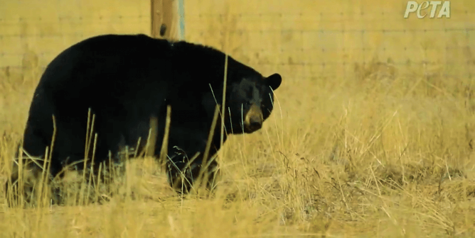 Dolly the bear at a sanctuary home