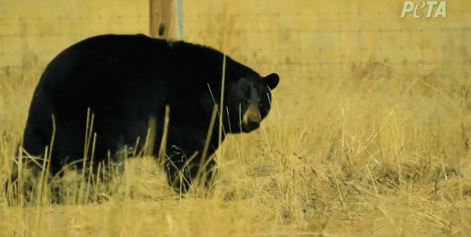 Remember Dolly, the 76th Bear PETA Rescued? See Her and Her Fox Friends Reveling in Sanctuary Life (Video)