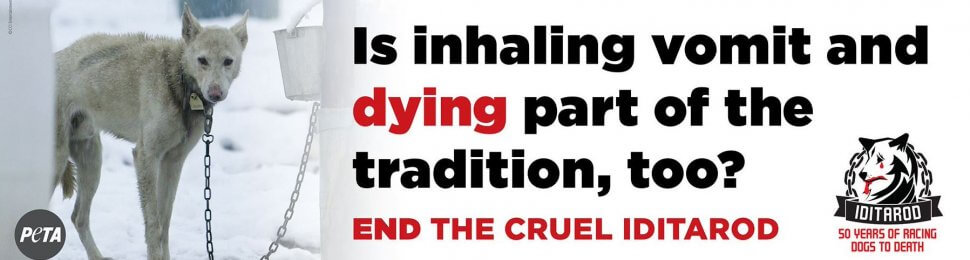 Is Inhaling Vomit And Dying Part Of The Tradition, Too? End The Cruel Iditarod