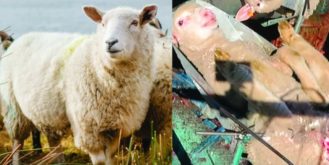 Expectation Vs. Reality: Wool = Cruelty