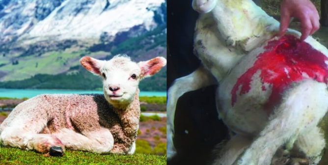 Expectation Vs. Reality: Buy Vegan