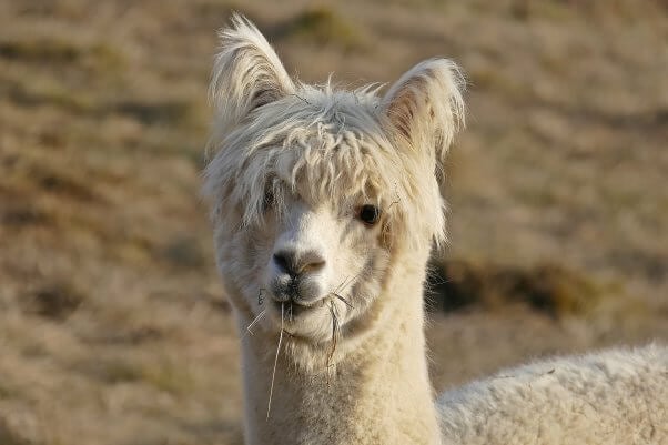 A fluffy white alpaca grazes in an open field