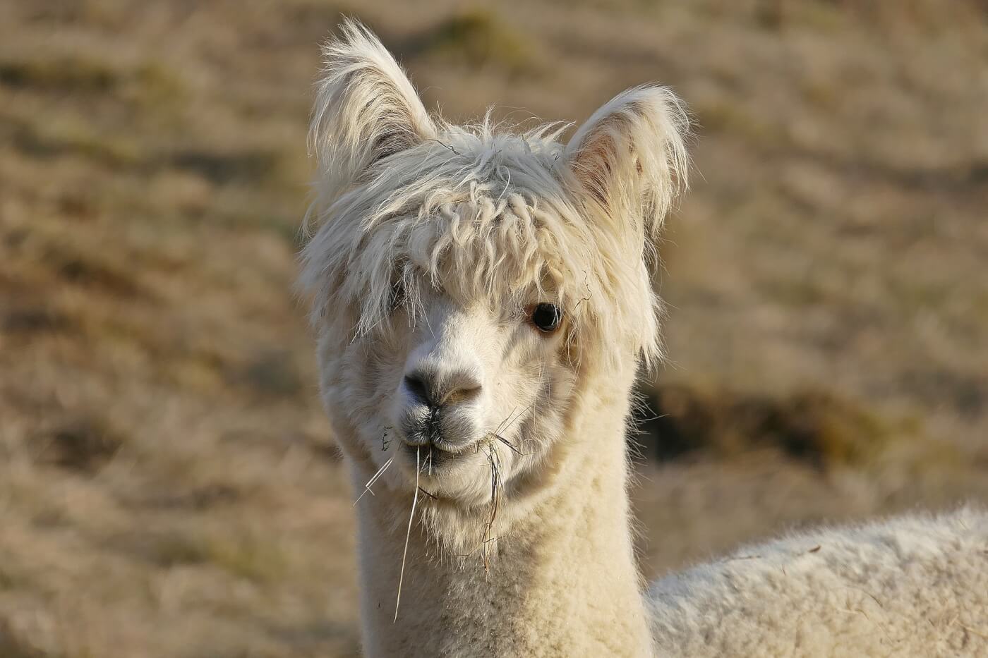 What's the Difference Between Alpacas and Llamas? | PETA What's the Difference Between Alpacas and Llamas? | PETA