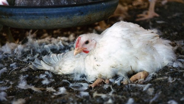 A chicken laying on the ground
