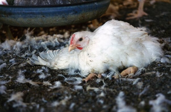 A chicken laying on the ground