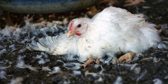 A chicken laying on the ground