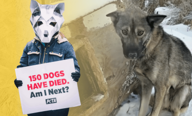 The 2022 Iditarod Hasn’t Even Started Yet, and Already at Least One Dog Has Been Killed