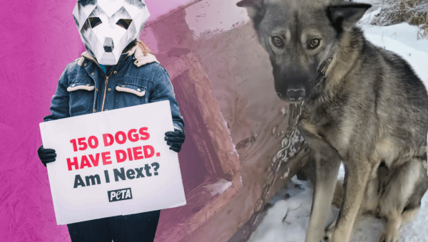 Urge F1’s Owner to Stop Supporting the Deadly Iditarod