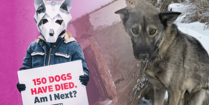 Tell Internet Service Provider GCI to Stop Powering the Deadly Iditarod